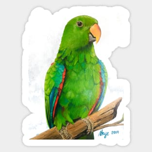 Eclectus Sticker